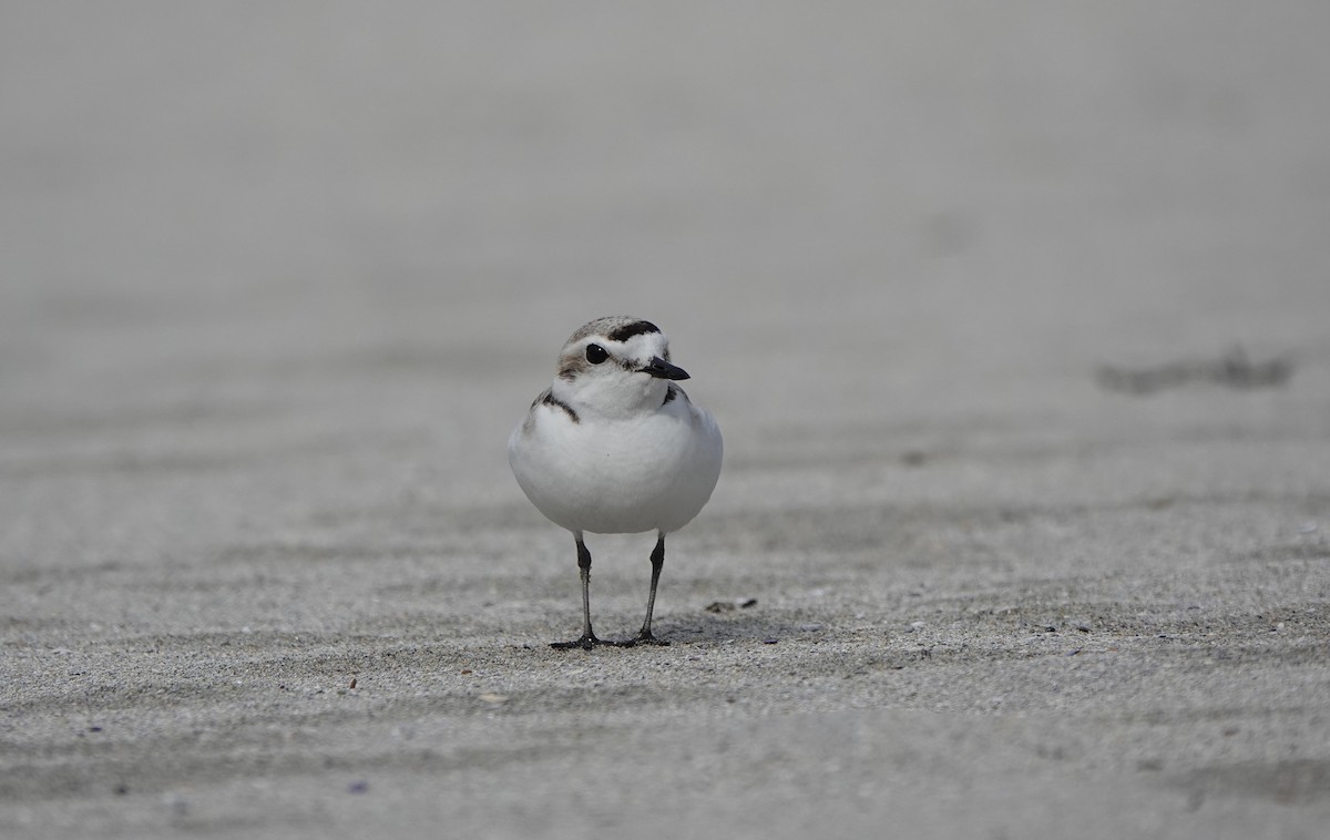 Snowy Plover - ML637727900