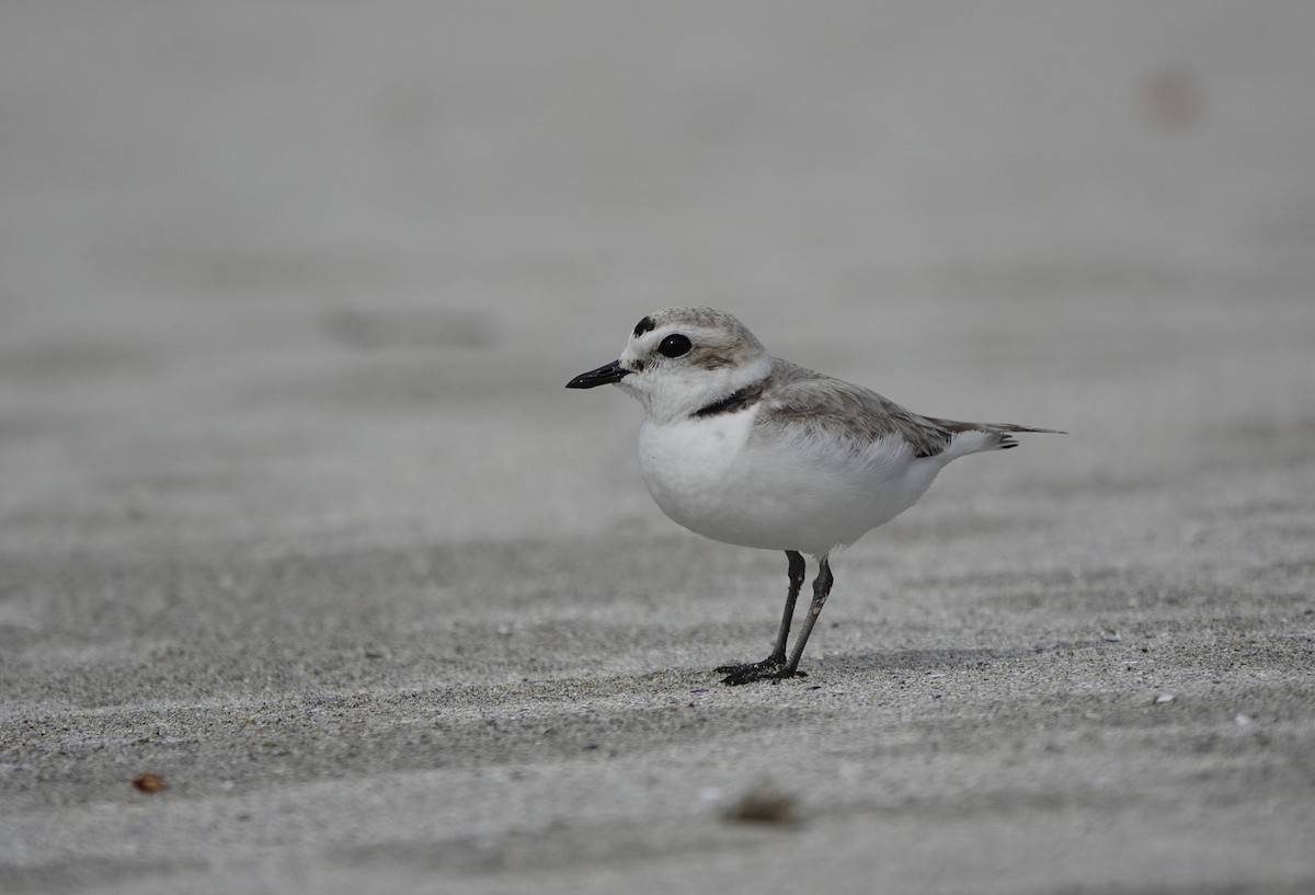 Snowy Plover - ML637727901