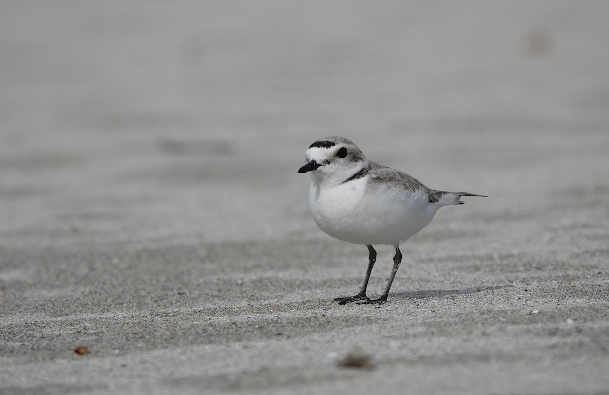 Snowy Plover - ML637727902