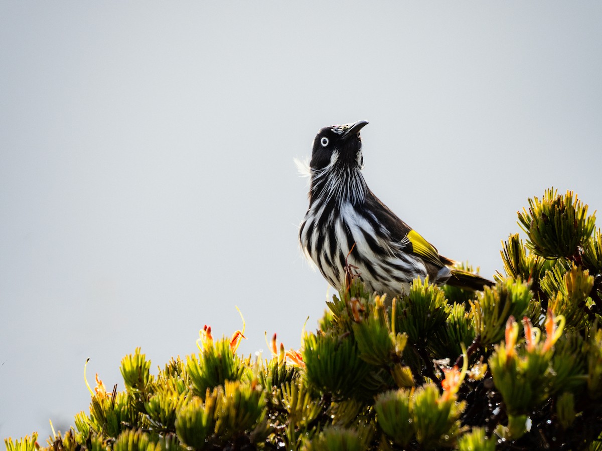 New Holland Honeyeater - ML637727904