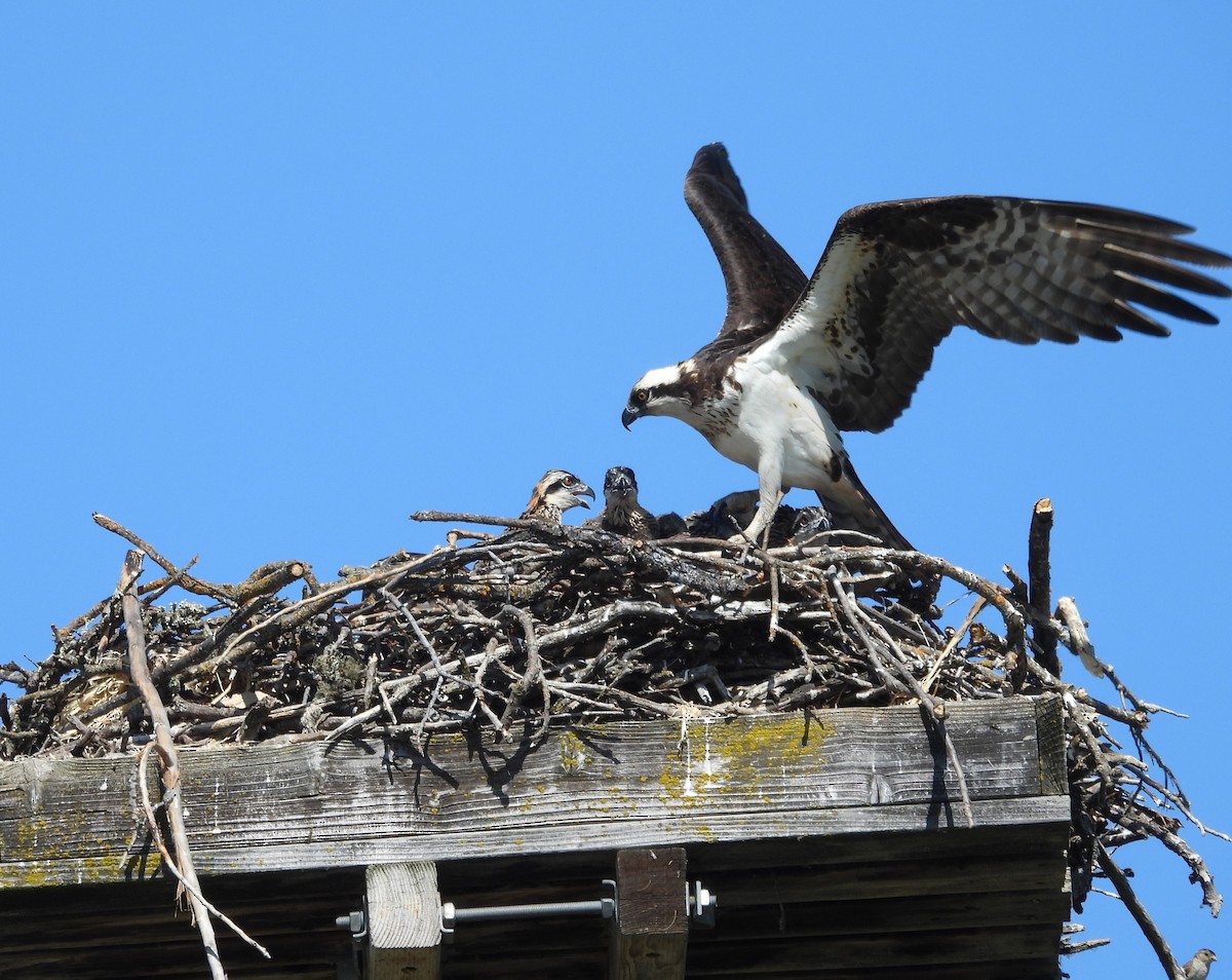Osprey - ML637727905