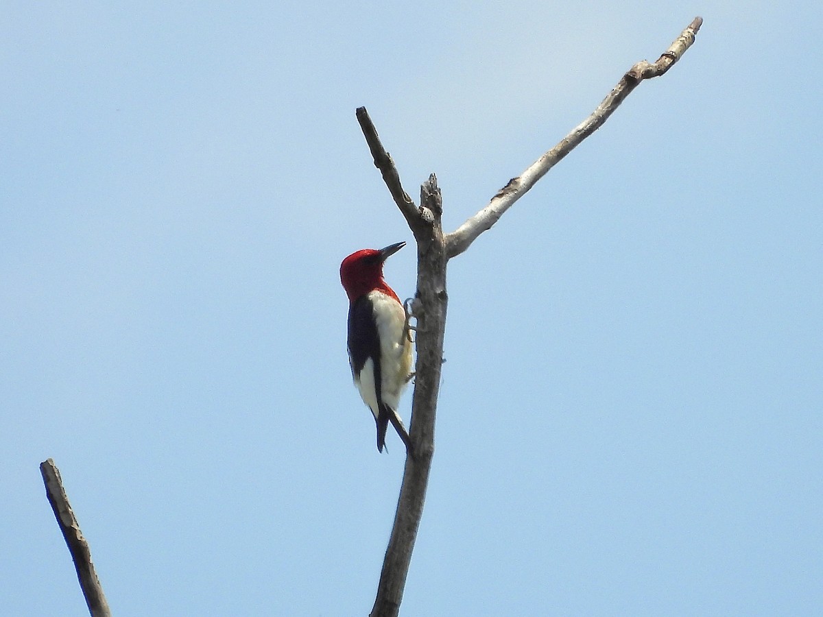 Red-headed Woodpecker - ML637727906