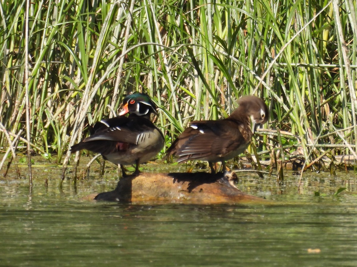 Wood Duck - ML637727908