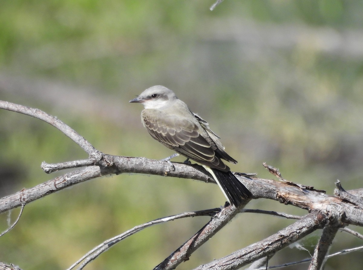 Western Kingbird - ML637727909