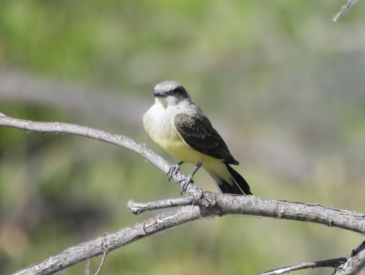 Western Kingbird - ML637727910