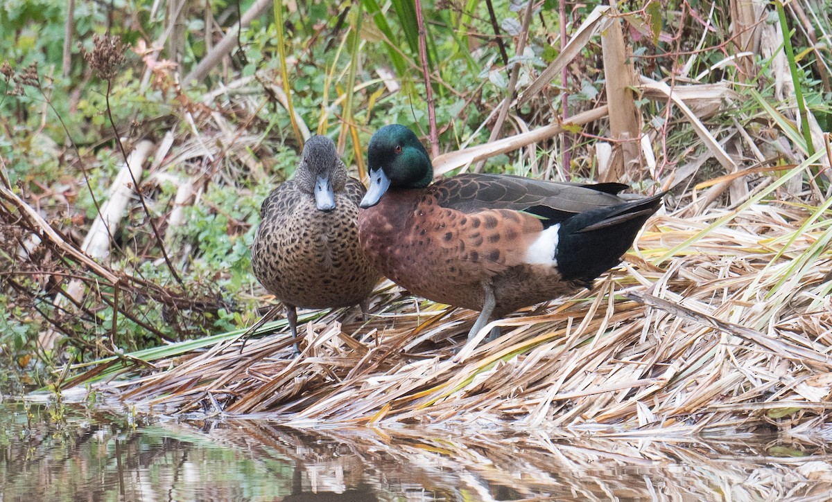 Chestnut Teal - ML637727912