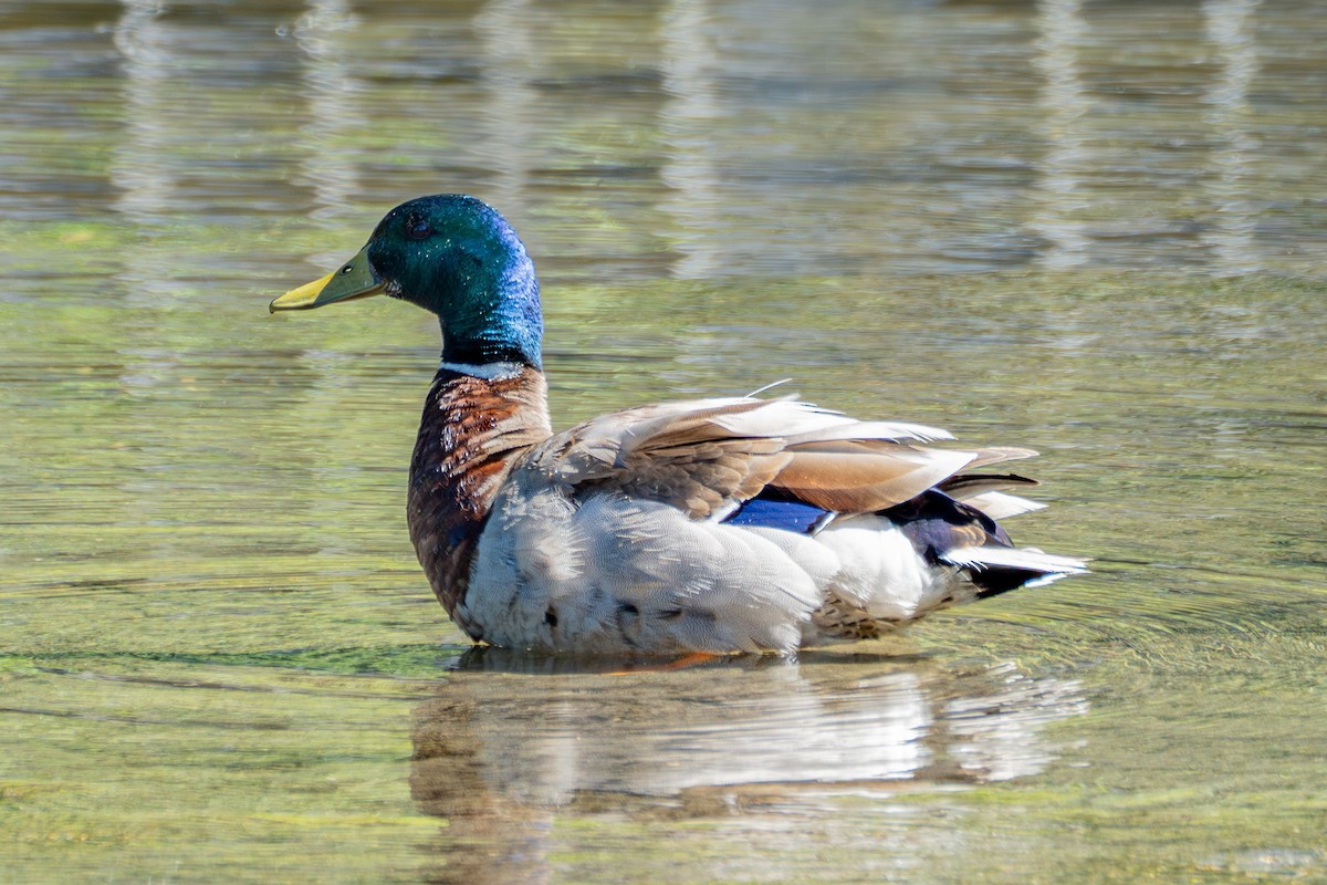 Mallard - ML637727913