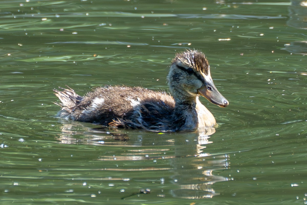 Mallard - ML637727914