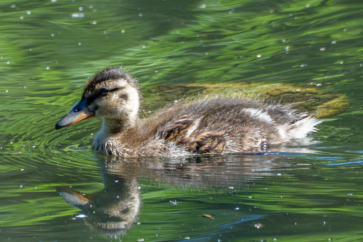 Mallard - ML637727915