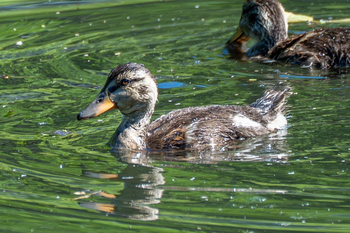 Mallard - ML637727916