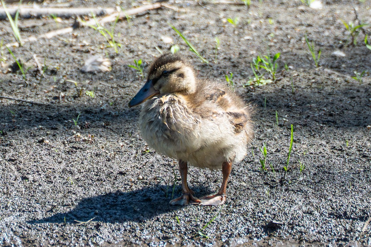 Mallard - ML637727917