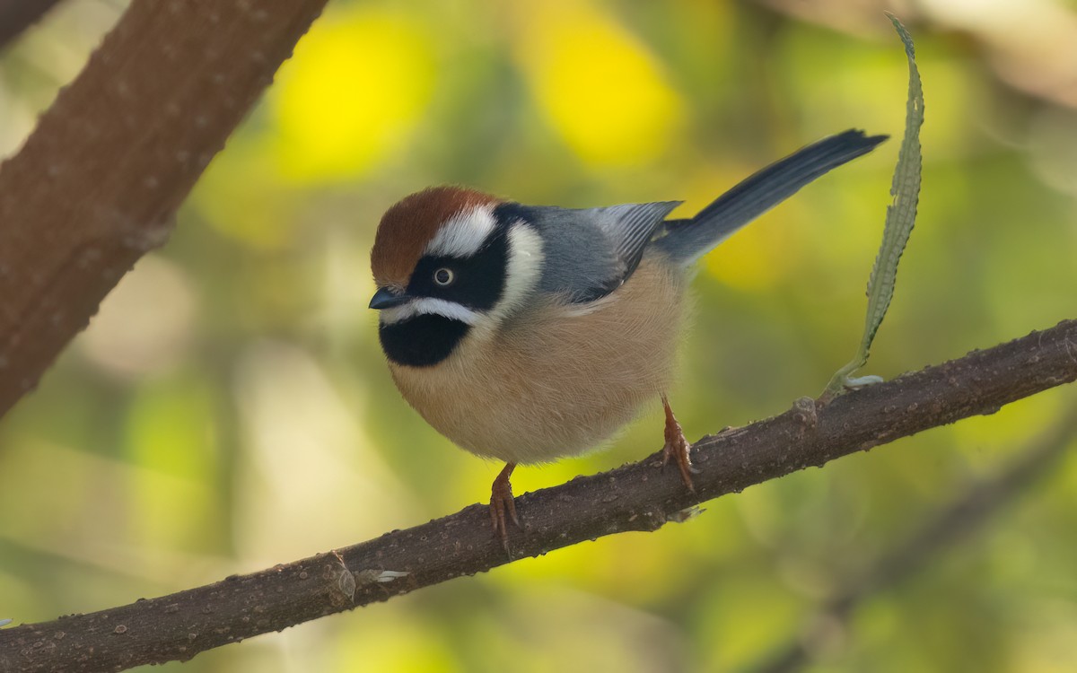 Black-throated Tit - ML637727918