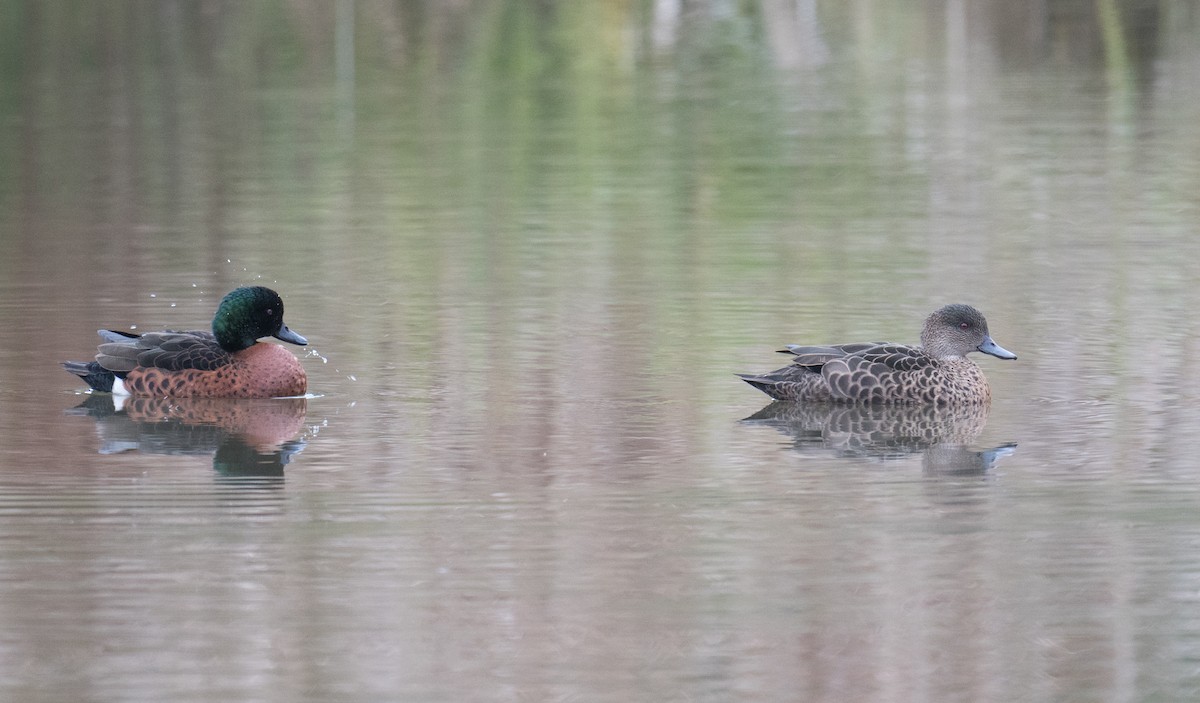 Chestnut Teal - ML637727921