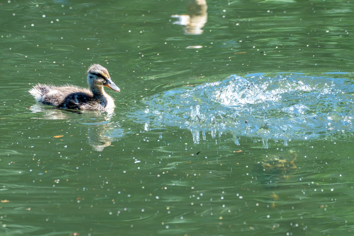 Mallard - ML637727924