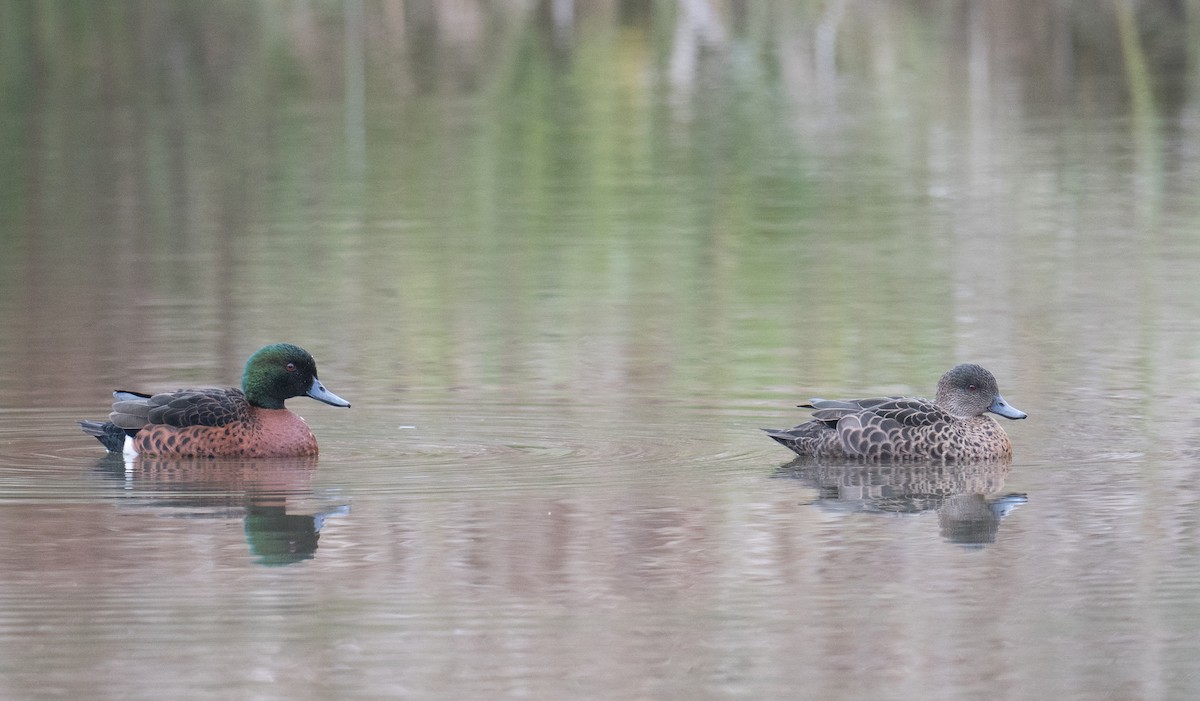 Chestnut Teal - ML637727928