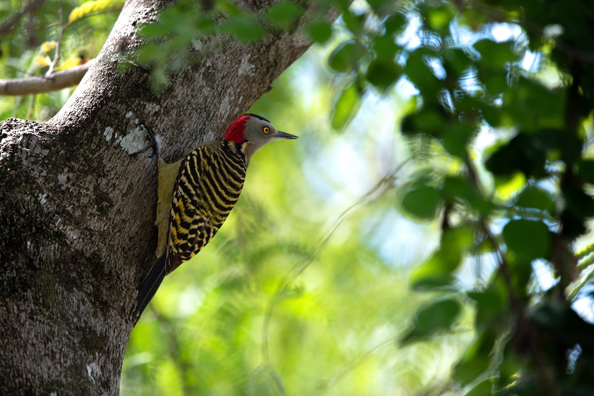 Hispaniolan Woodpecker - ML637727929