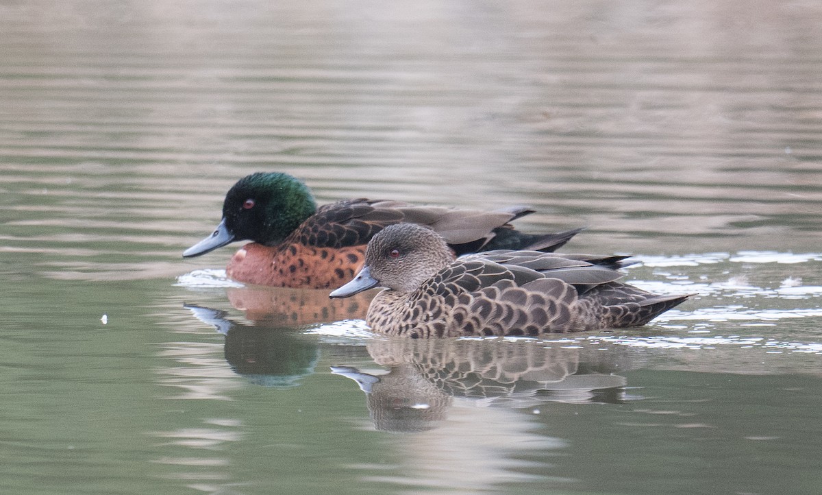 Chestnut Teal - ML637727930