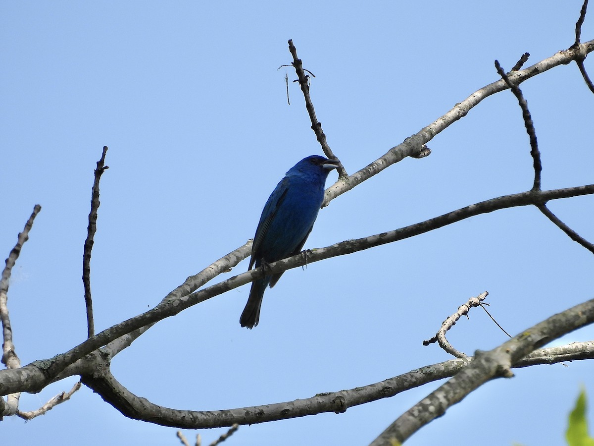 Indigo Bunting - ML637727931