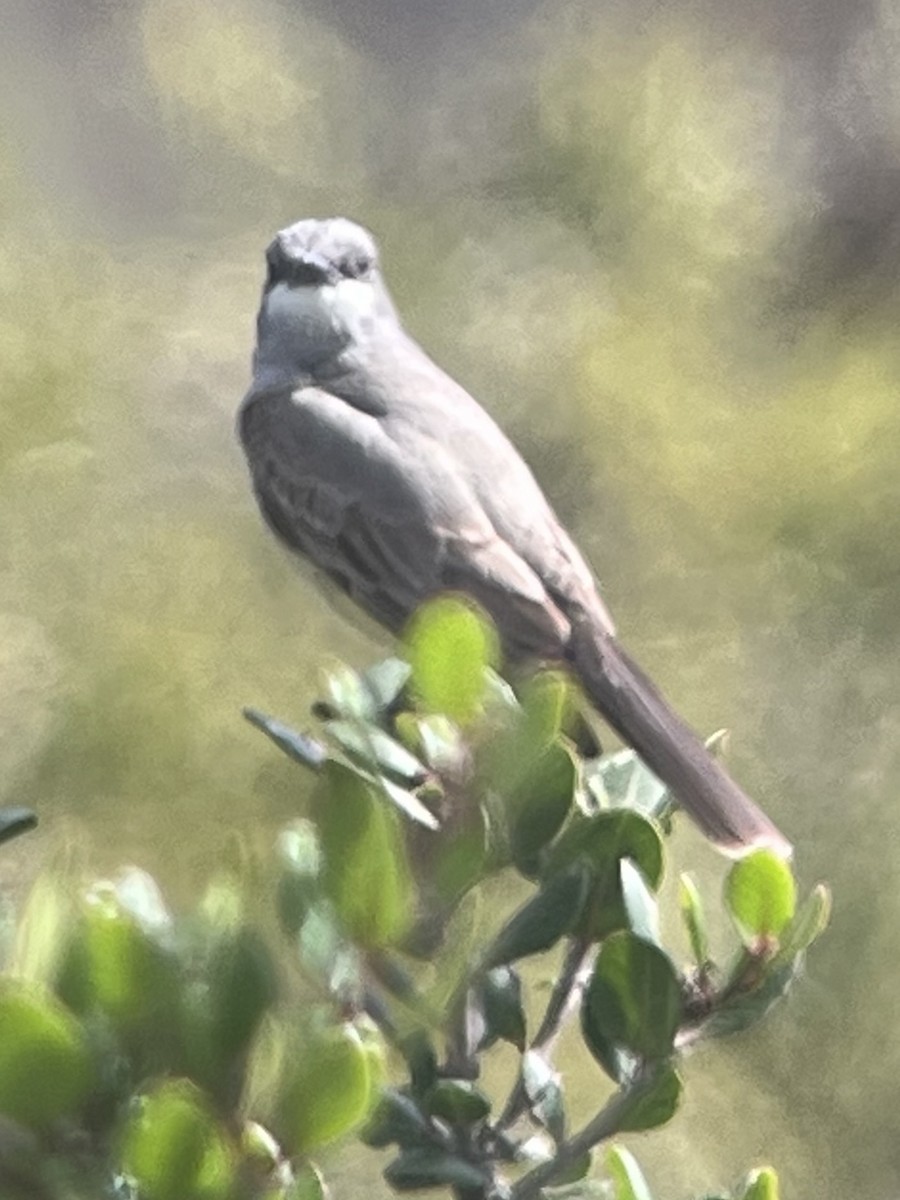 Cassin's Kingbird - ML637727936