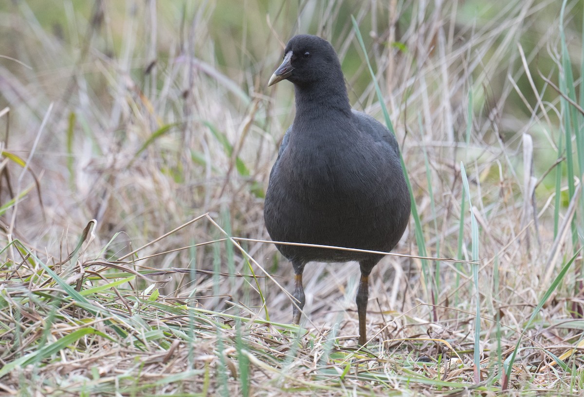 Dusky Moorhen - ML637727937