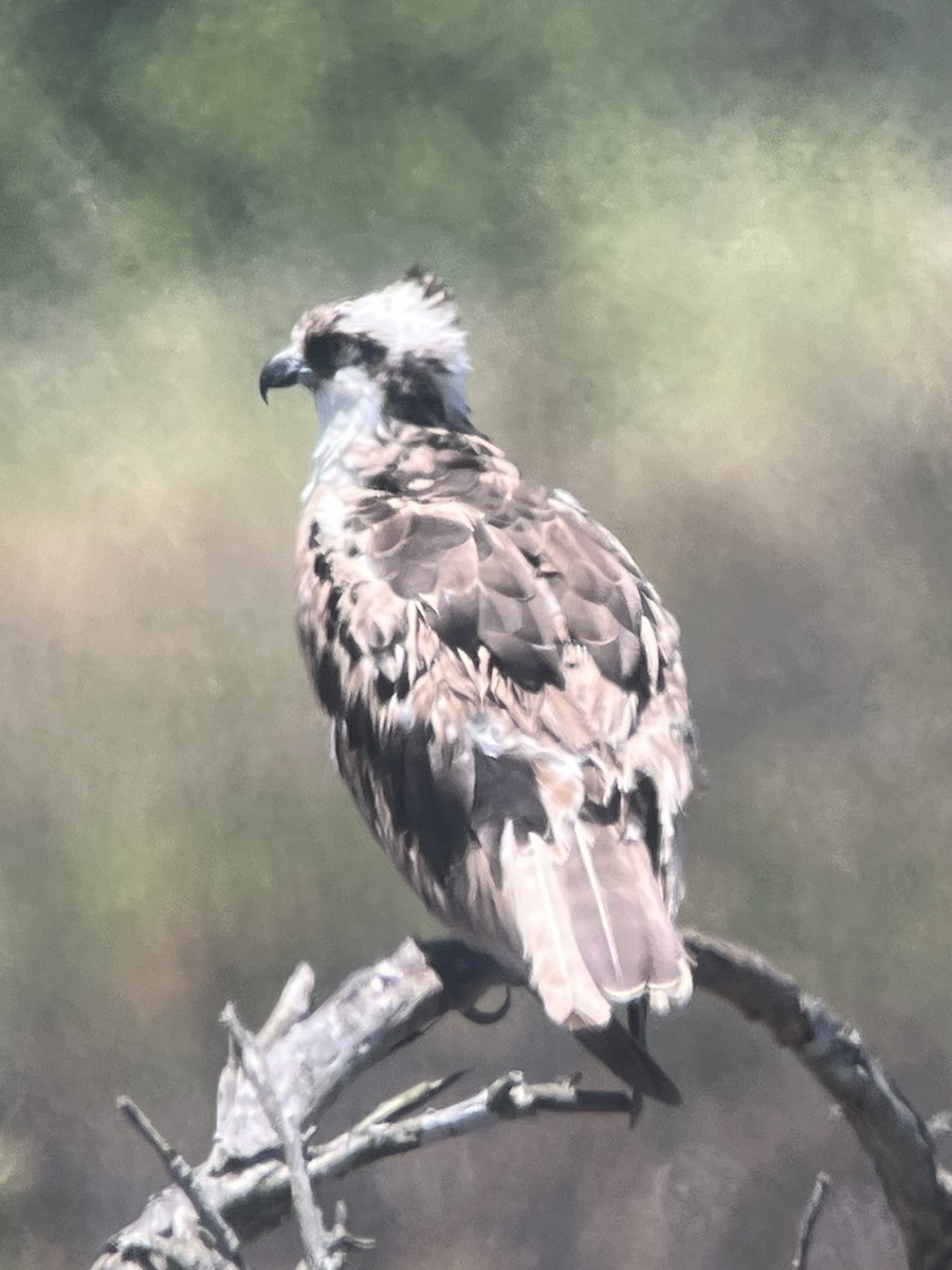 Osprey - ML637727939