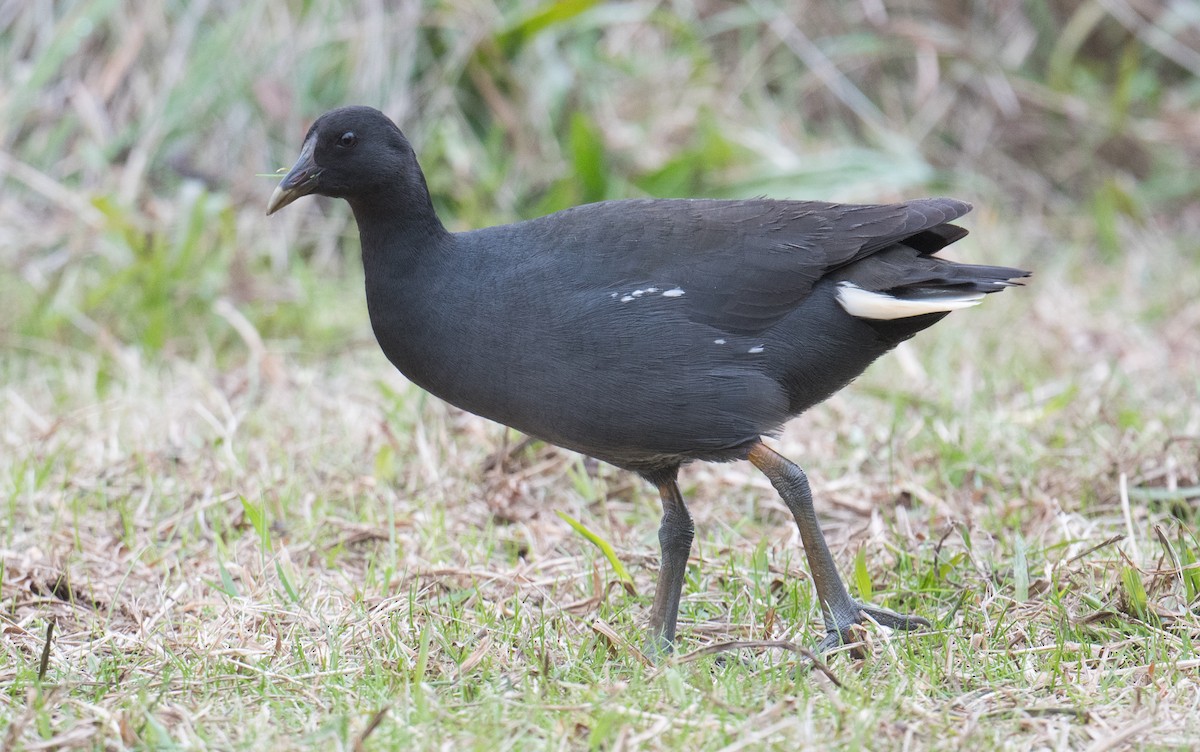 Dusky Moorhen - ML637727941