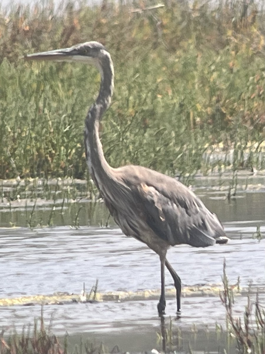 Great Blue Heron - ML637727942