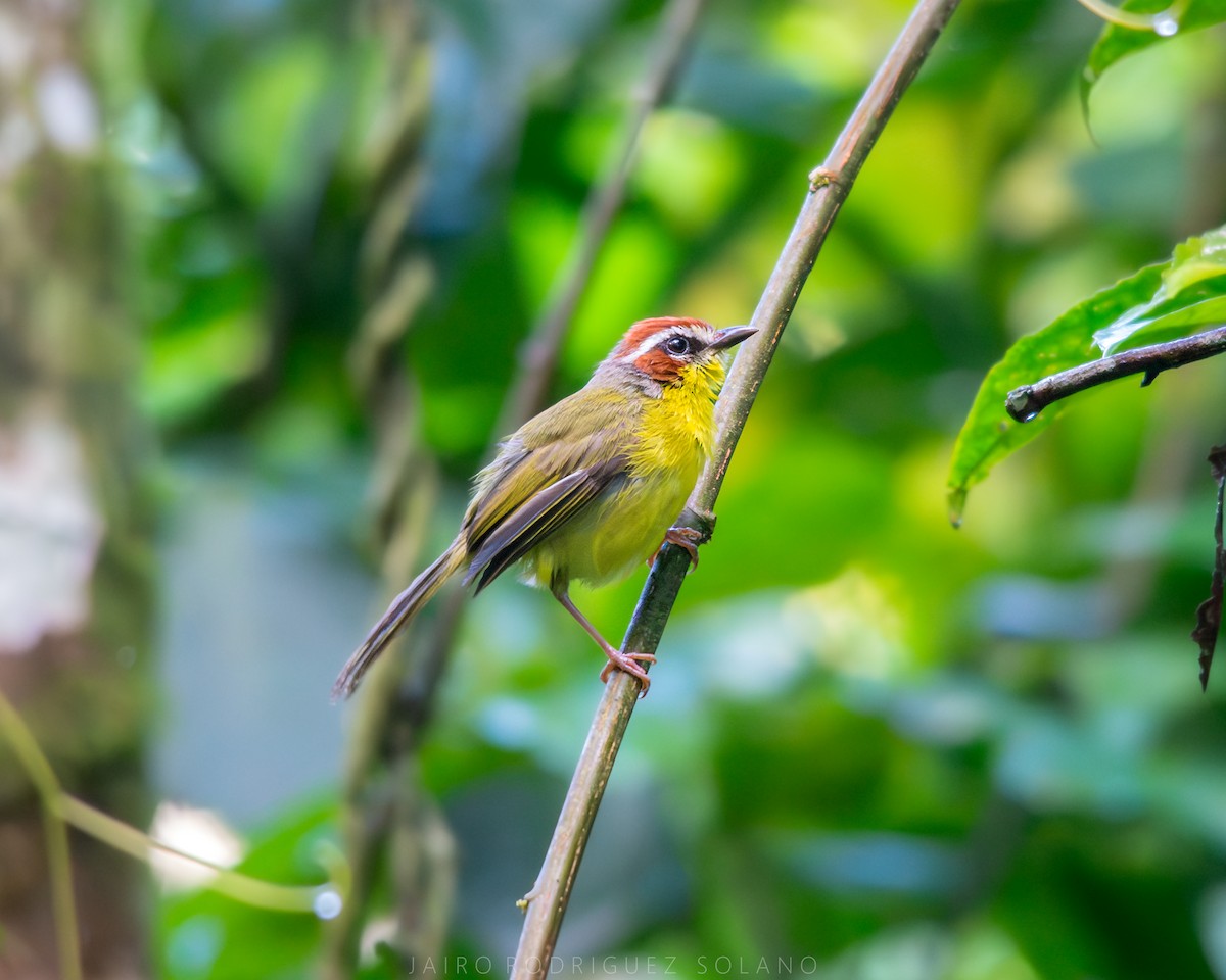 Chestnut-capped Warbler - ML637727943