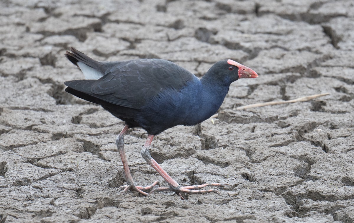 Australpurpurhuhn - ML637727963