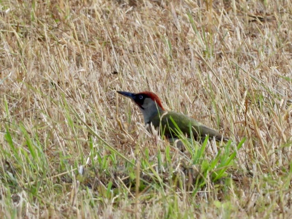 Grünspecht - ML637727966