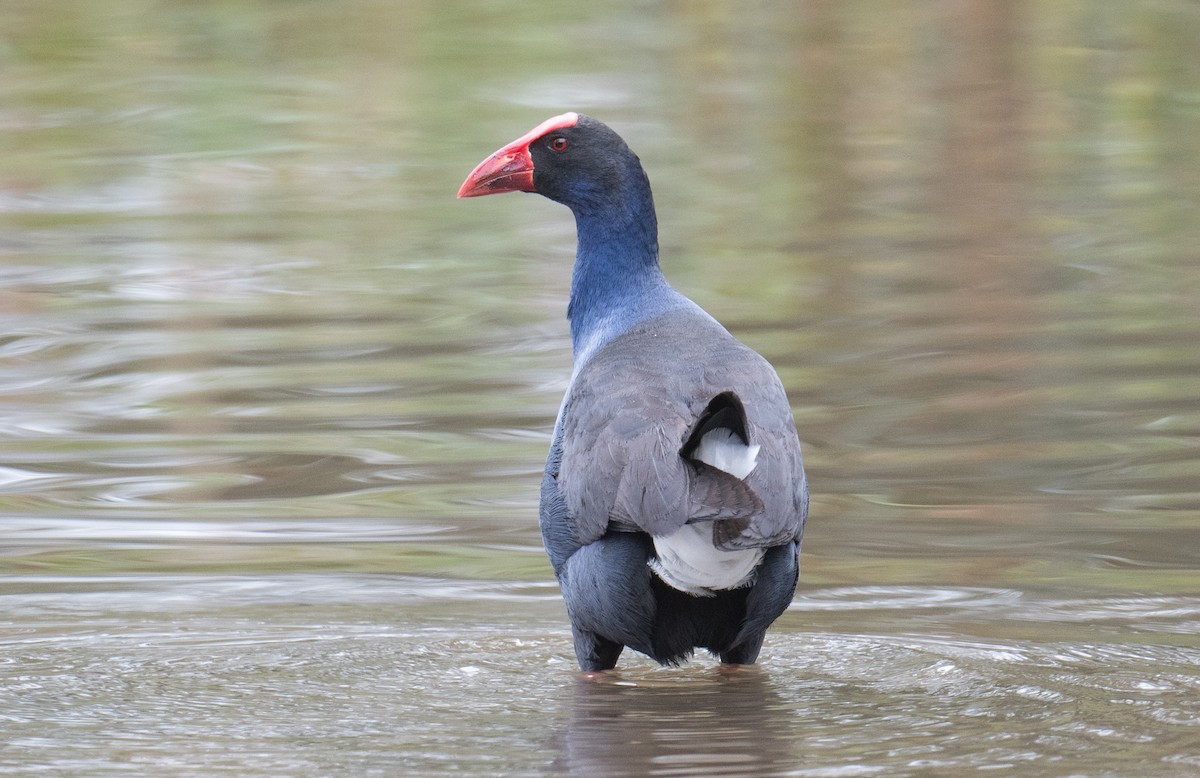 Australpurpurhuhn - ML637727972