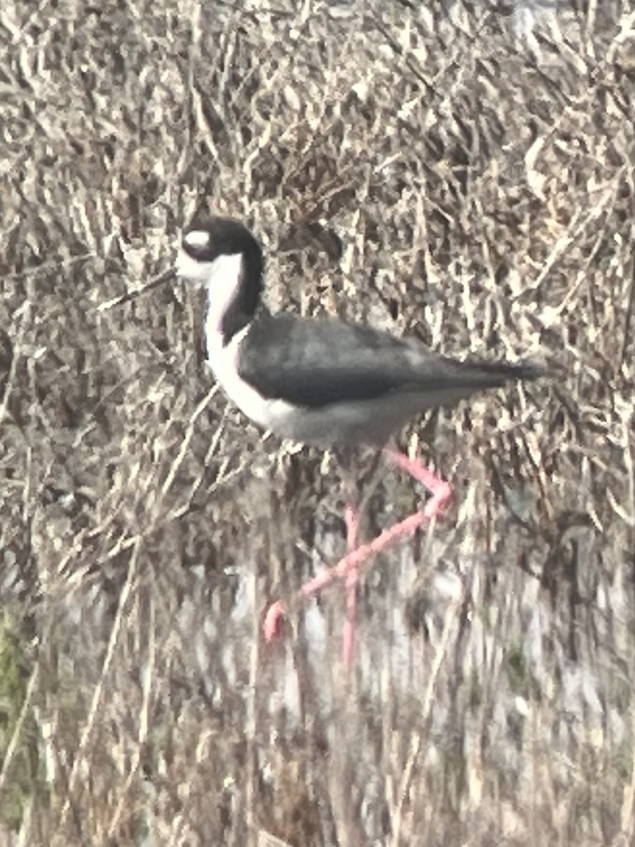 Schwarznacken-Stelzenläufer - ML637727975