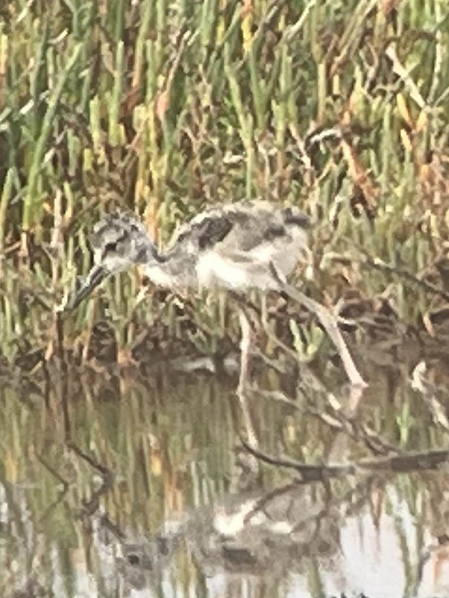Schwarznacken-Stelzenläufer - ML637727977