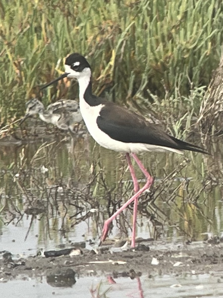 Schwarznacken-Stelzenläufer - ML637727978