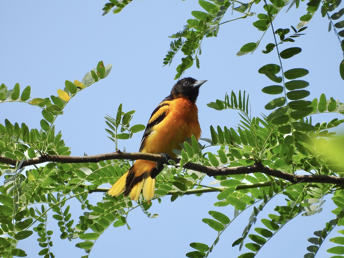 Baltimoretrupial - ML637727982