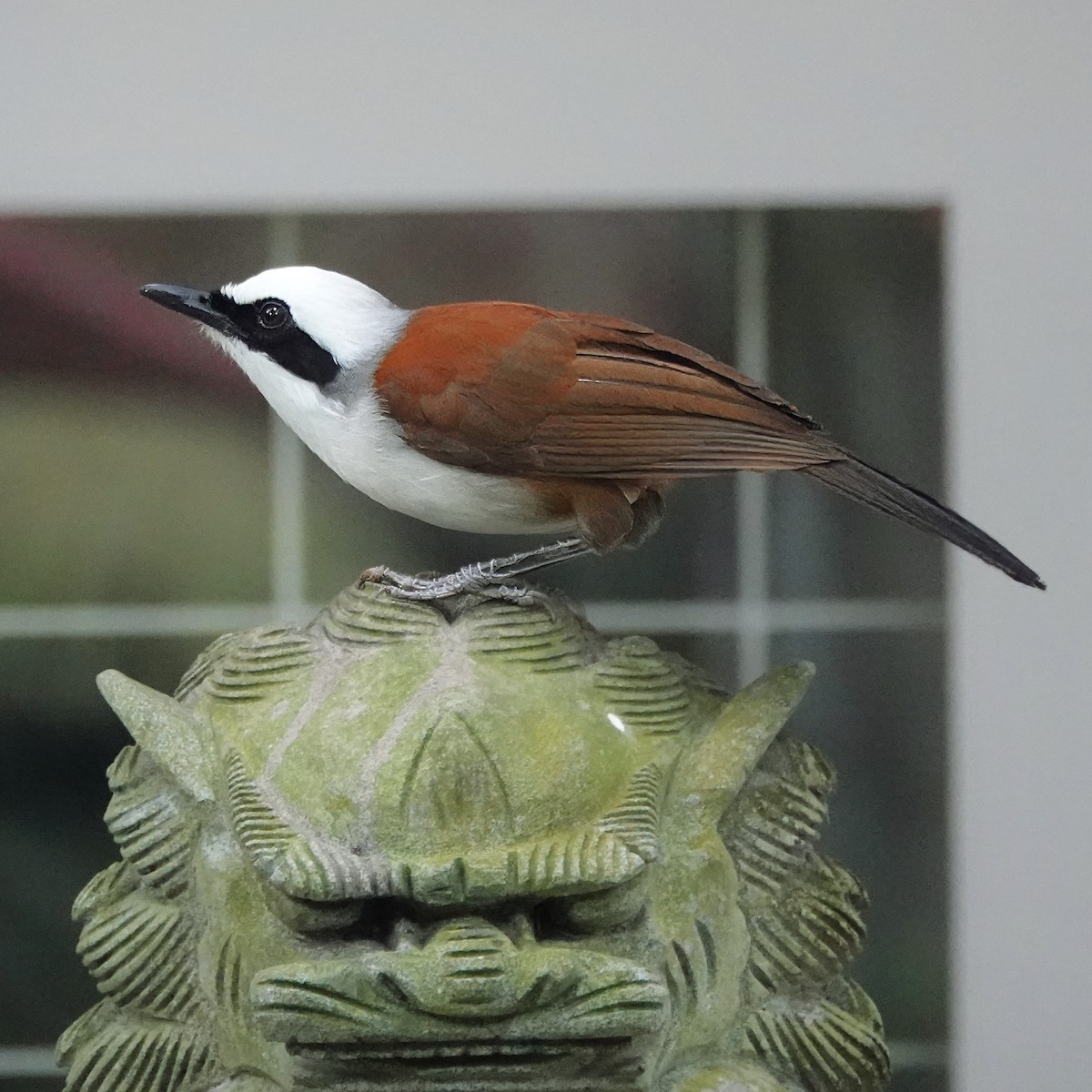 White-crested Laughingthrush - ML637727990