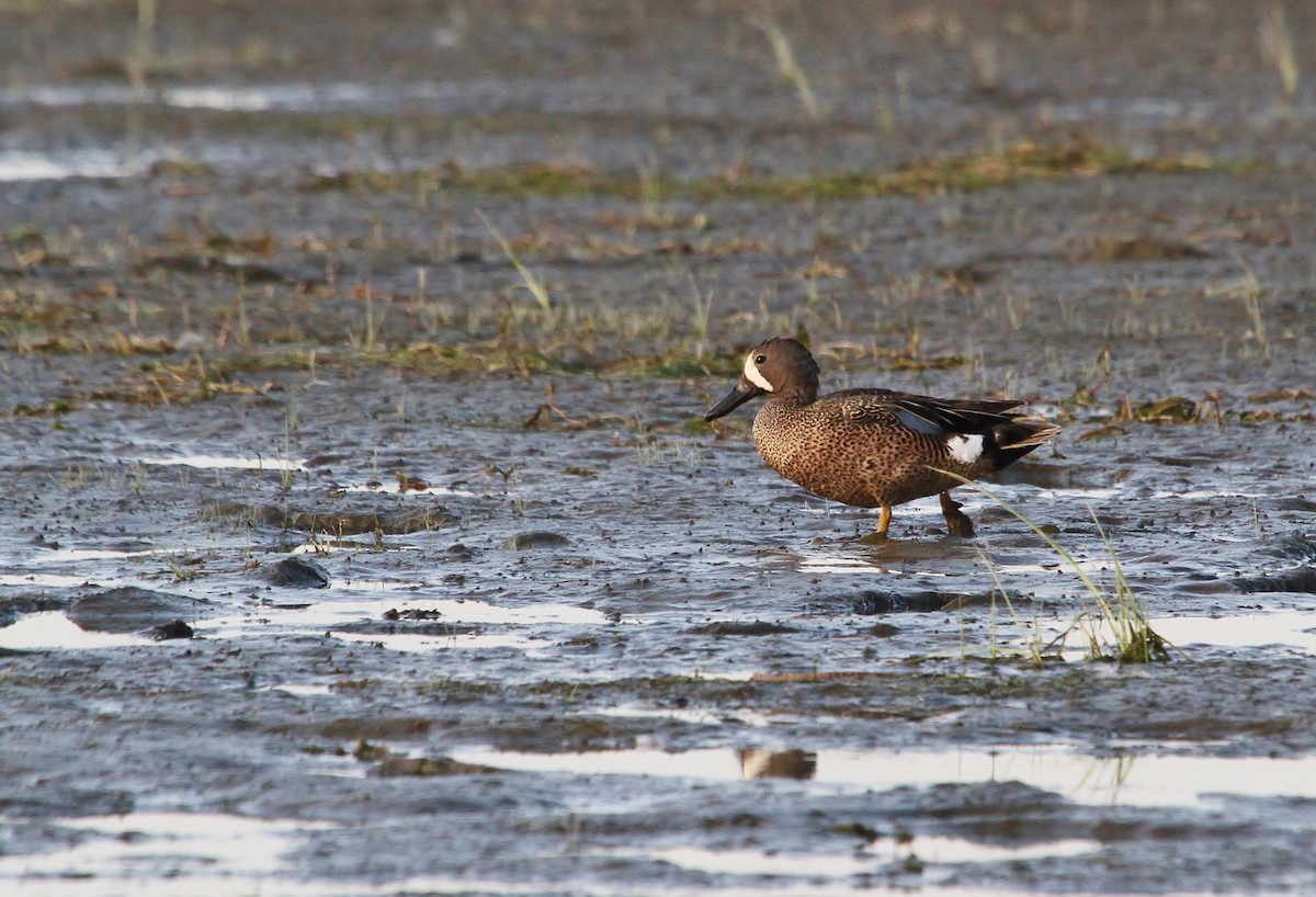 Blue-winged Teal - ML637727996