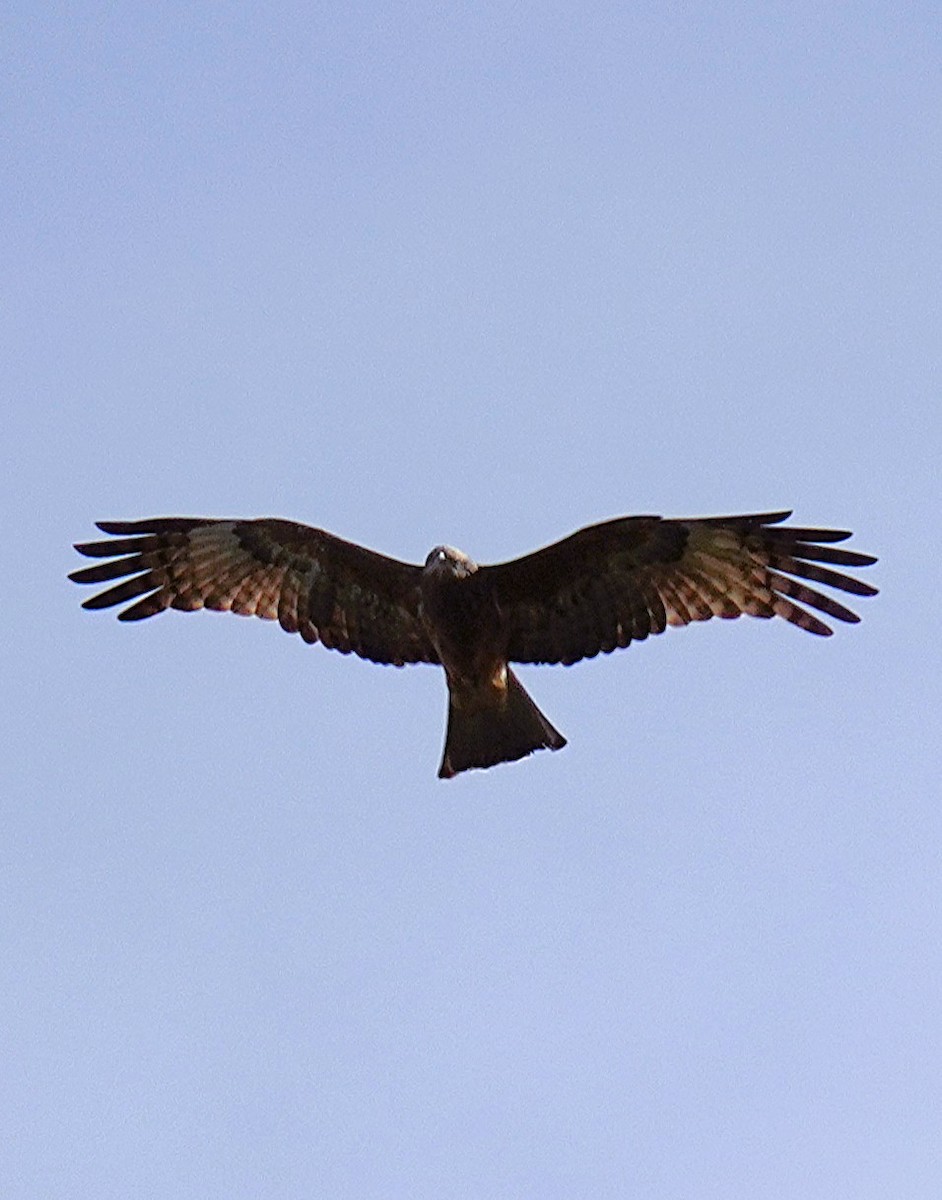 Square-tailed Kite - ML637728002