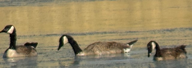 Canada Goose - ML637728003