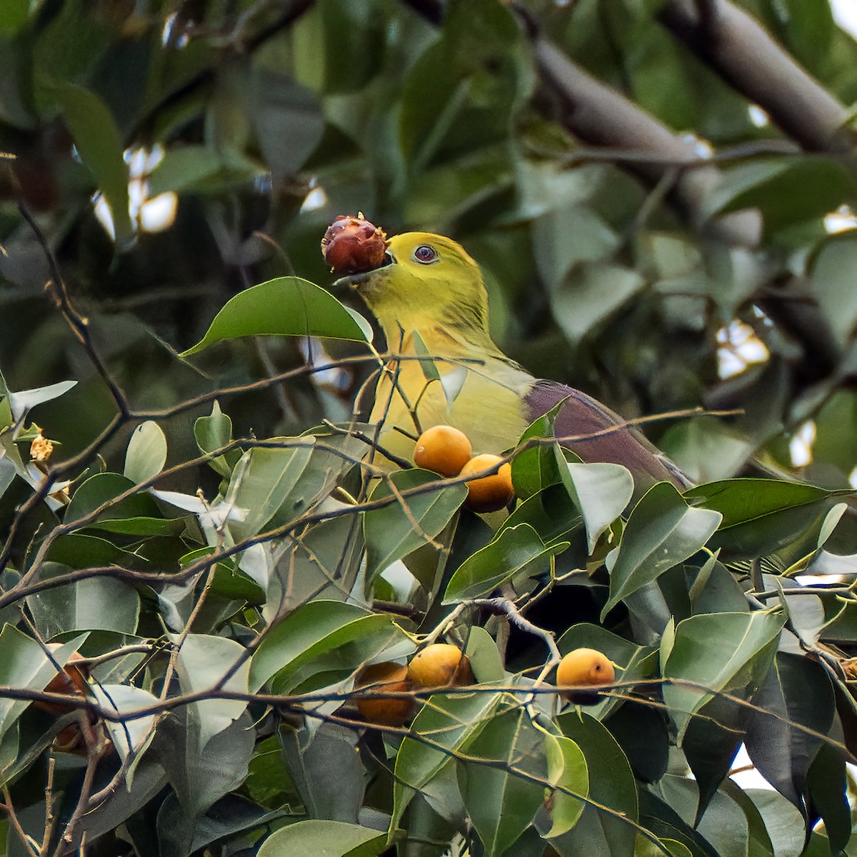 Wedge-tailed Green-Pigeon - ML637728005
