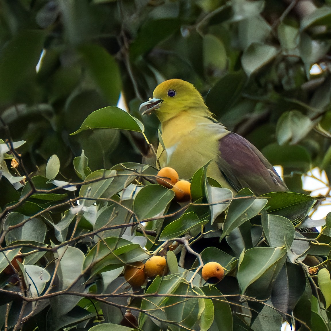 Wedge-tailed Green-Pigeon - ML637728006