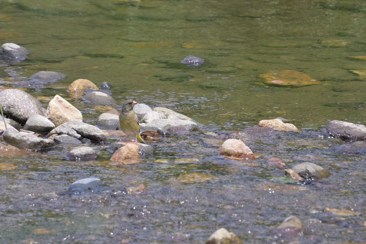 Oriental Greenfinch - ML637728007