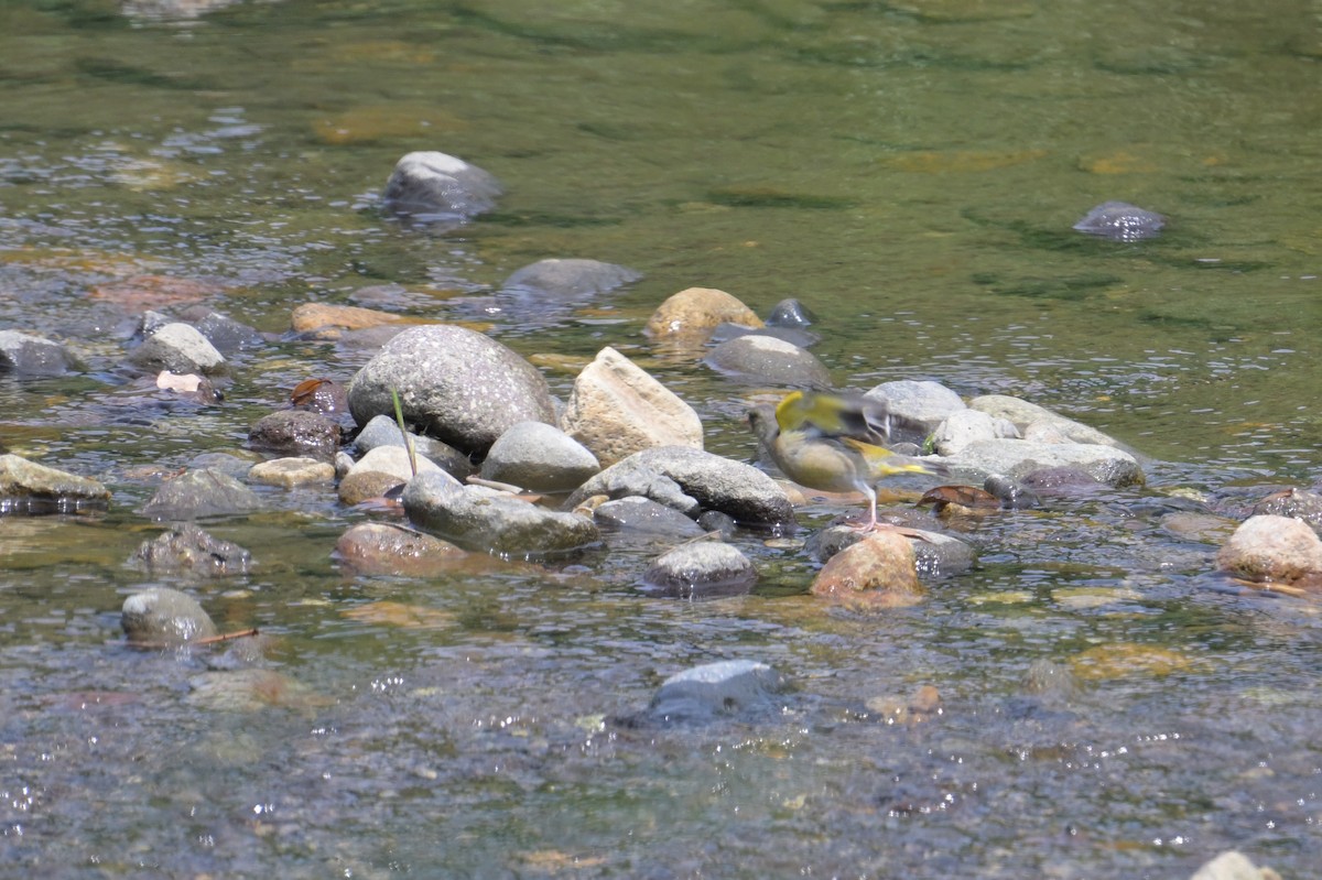 Oriental Greenfinch - ML637728010