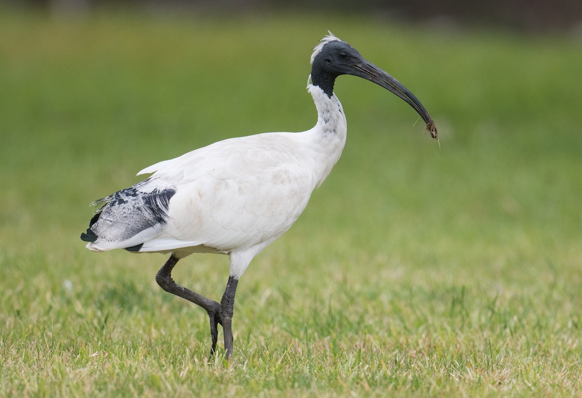 Australian Ibis - ML637728012