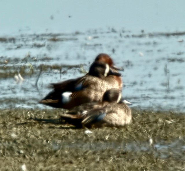 Blue-winged Teal - ML637728013