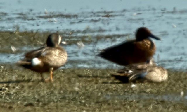 Blue-winged Teal - ML637728014