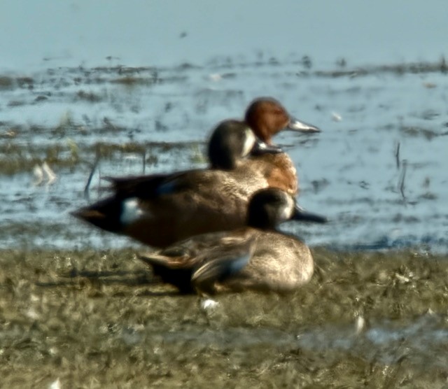 Blue-winged Teal - ML637728015