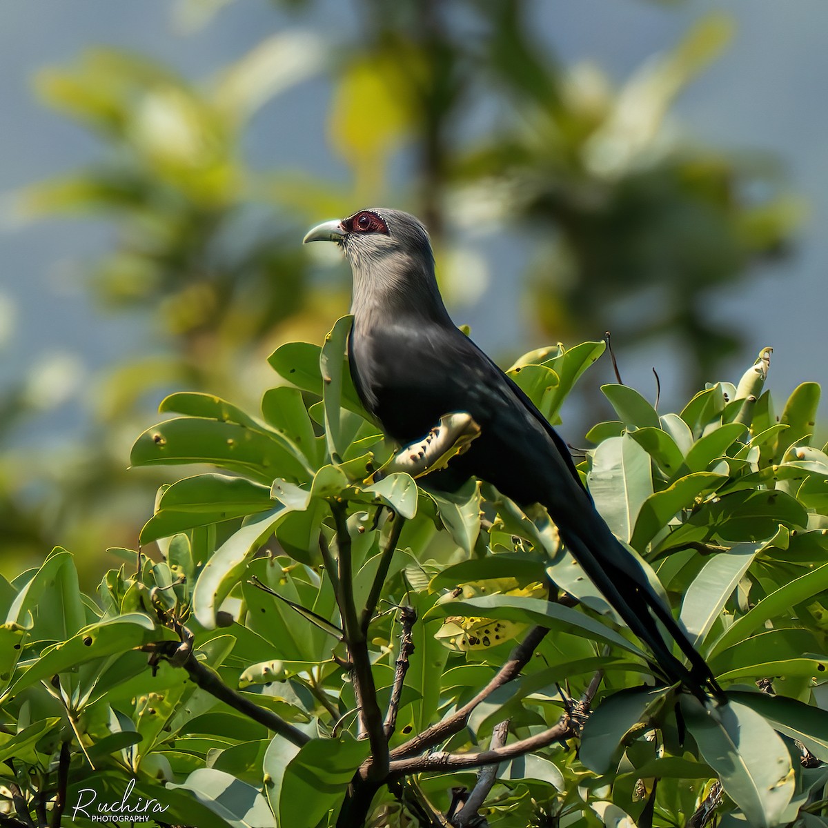 Green-billed Malkoha - ML637728017