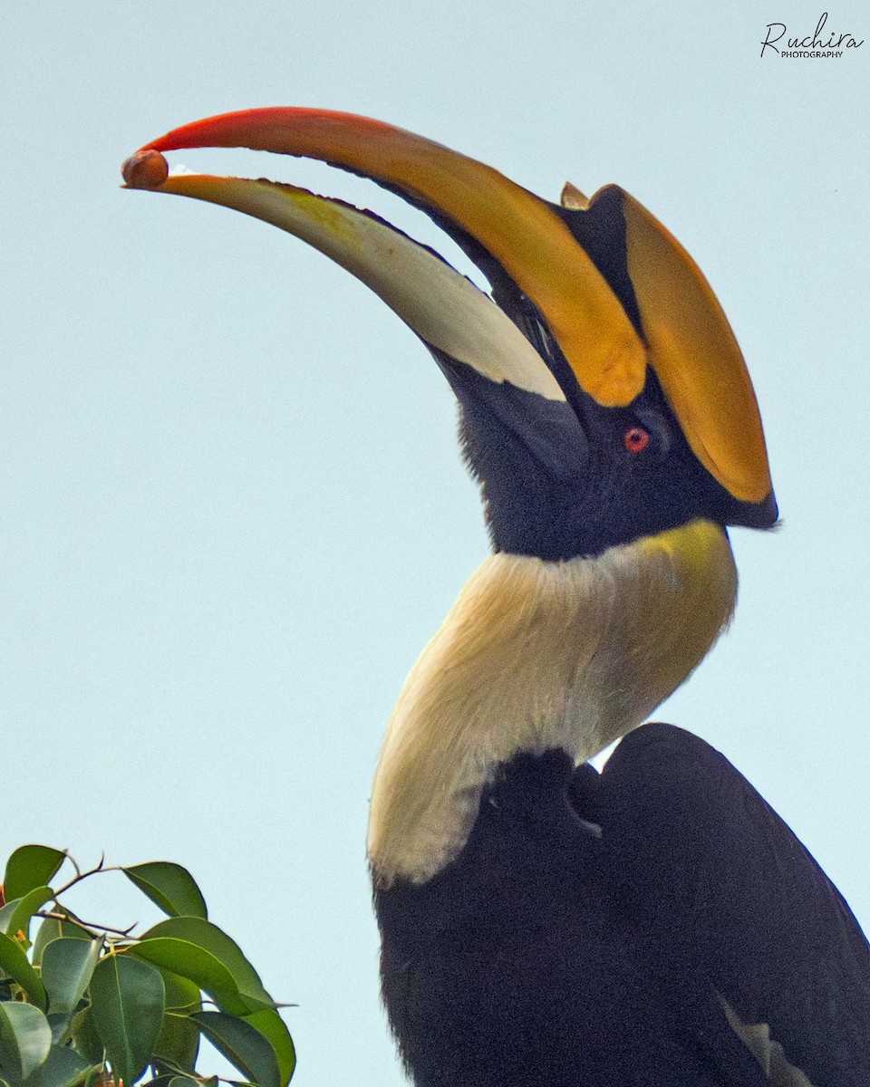 Great Hornbill - ML637728018