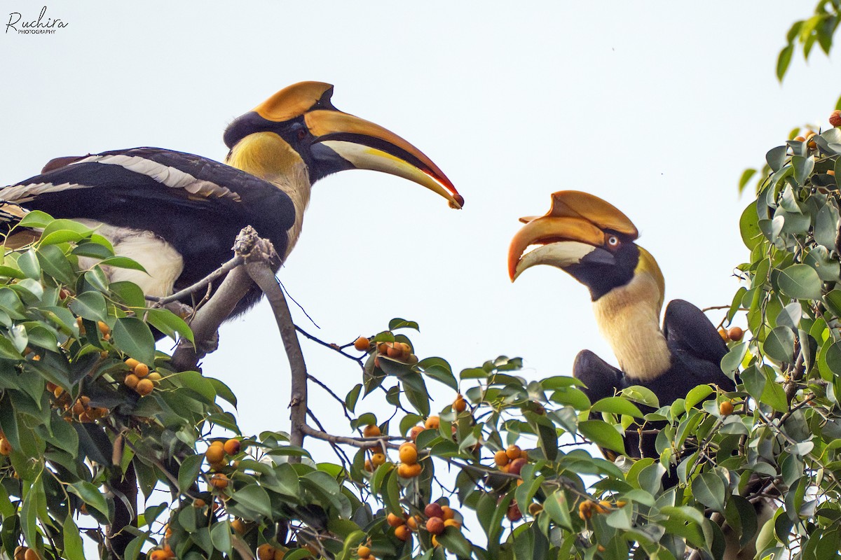 Great Hornbill - ML637728019